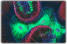 TriColor Flat Brain Coral